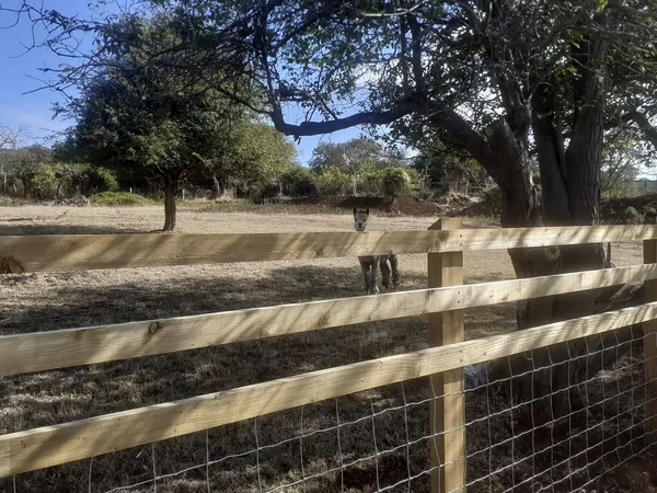 Post and rail fencing – one of the fencing styles in Weston-super-Mare installed by Mr Fencer